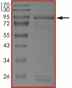 EGFR (T790M C797S L858R R999A), Active
